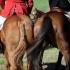 Mells Foxhounds Celebrates 50 years of Fox Hunting